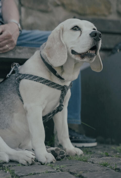 Oscar
